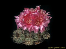 Gymnocalycium baldianum 233